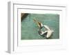 Pelican, Florida-null-Framed Art Print