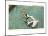 Pelican, Florida-null-Mounted Art Print