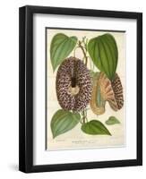 Pelican Flower-null-Framed Giclee Print