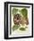 Pelican Flower-null-Framed Giclee Print