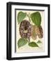 Pelican Flower-null-Framed Giclee Print