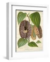 Pelican Flower-null-Framed Giclee Print