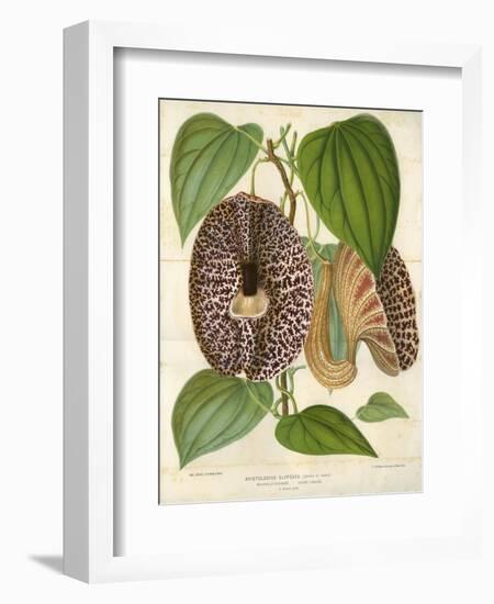 Pelican Flower-null-Framed Giclee Print