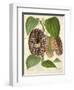 Pelican Flower-null-Framed Giclee Print