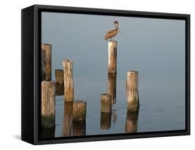 Pelican I-Bruce Nawrocke-Framed Stretched Canvas