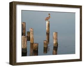 Pelican I-Bruce Nawrocke-Framed Photographic Print