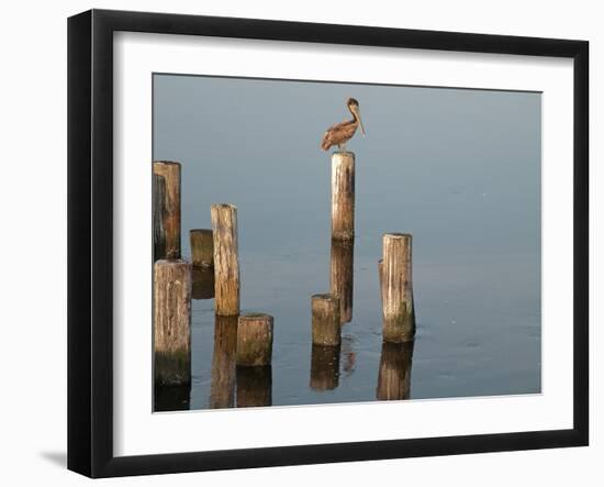 Pelican I-Bruce Nawrocke-Framed Photographic Print