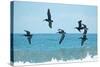 Pelican II-Bruce Nawrocke-Stretched Canvas