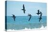 Pelican II-Bruce Nawrocke-Stretched Canvas