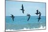 Pelican II-Bruce Nawrocke-Mounted Photographic Print