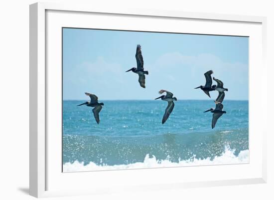 Pelican II-Bruce Nawrocke-Framed Photographic Print