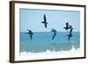 Pelican II-Bruce Nawrocke-Framed Photographic Print