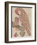 Pelican in it's Piety, C.1800-null-Framed Giclee Print