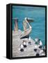 Pelican, Isla Mujeres, Quintana Roo, Mexico-Julie Eggers-Framed Stretched Canvas