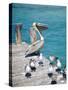 Pelican, Isla Mujeres, Quintana Roo, Mexico-Julie Eggers-Stretched Canvas