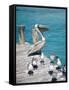 Pelican, Isla Mujeres, Quintana Roo, Mexico-Julie Eggers-Framed Stretched Canvas