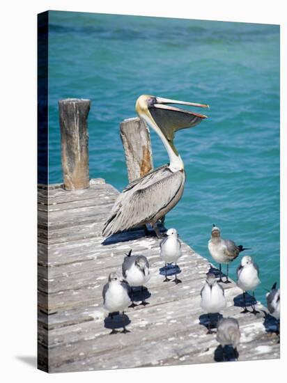Pelican, Isla Mujeres, Quintana Roo, Mexico-Julie Eggers-Stretched Canvas