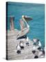 Pelican, Isla Mujeres, Quintana Roo, Mexico-Julie Eggers-Stretched Canvas