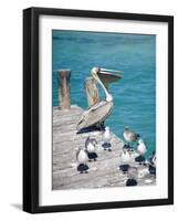 Pelican, Isla Mujeres, Quintana Roo, Mexico-Julie Eggers-Framed Photographic Print