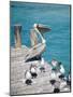 Pelican, Isla Mujeres, Quintana Roo, Mexico-Julie Eggers-Mounted Photographic Print