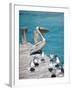 Pelican, Isla Mujeres, Quintana Roo, Mexico-Julie Eggers-Framed Photographic Print