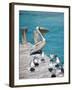 Pelican, Isla Mujeres, Quintana Roo, Mexico-Julie Eggers-Framed Photographic Print
