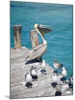 Pelican, Isla Mujeres, Quintana Roo, Mexico-Julie Eggers-Mounted Photographic Print