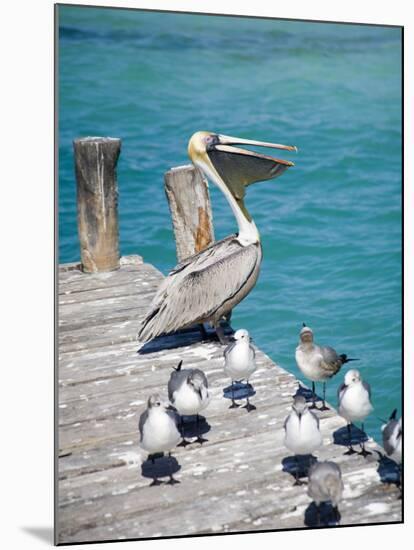 Pelican, Isla Mujeres, Quintana Roo, Mexico-Julie Eggers-Mounted Photographic Print