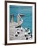 Pelican, Isla Mujeres, Quintana Roo, Mexico-Julie Eggers-Framed Photographic Print