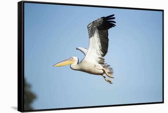 Pelican, Moremi Game Reserve, Botswana-Paul Souders-Framed Stretched Canvas