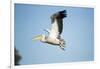 Pelican, Moremi Game Reserve, Botswana-Paul Souders-Framed Photographic Print
