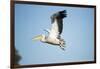 Pelican, Moremi Game Reserve, Botswana-Paul Souders-Framed Photographic Print