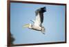 Pelican, Moremi Game Reserve, Botswana-Paul Souders-Framed Photographic Print