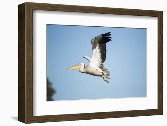 Pelican, Moremi Game Reserve, Botswana-Paul Souders-Framed Photographic Print