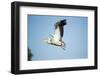 Pelican, Moremi Game Reserve, Botswana-Paul Souders-Framed Photographic Print