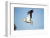 Pelican, Moremi Game Reserve, Botswana-Paul Souders-Framed Photographic Print