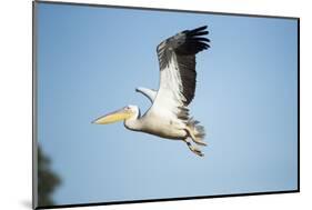 Pelican, Moremi Game Reserve, Botswana-Paul Souders-Mounted Photographic Print