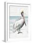 Pelican On The Shore II-Patricia Pinto-Framed Art Print