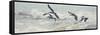 Pelican Panel I-Bruce Nawrocke-Framed Stretched Canvas