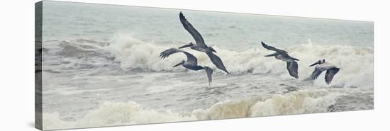 Pelican Panel I-Bruce Nawrocke-Stretched Canvas