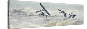 Pelican Panel I-Bruce Nawrocke-Stretched Canvas