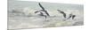 Pelican Panel I-Bruce Nawrocke-Mounted Art Print