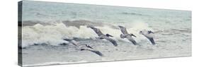 Pelican Panel II-Bruce Nawrocke-Stretched Canvas