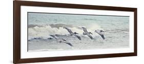 Pelican Panel II-Bruce Nawrocke-Framed Art Print