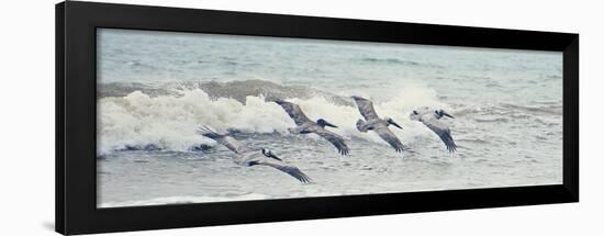 Pelican Panel II-Bruce Nawrocke-Framed Art Print