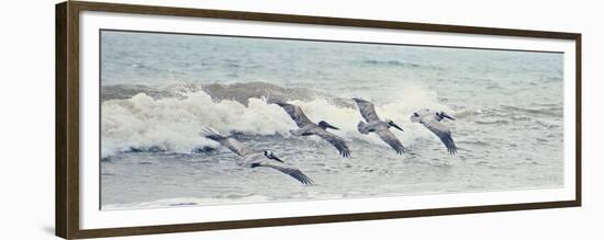 Pelican Panel II-Bruce Nawrocke-Framed Premium Giclee Print