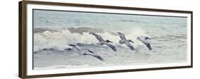 Pelican Panel II-Bruce Nawrocke-Framed Premium Giclee Print