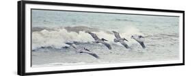 Pelican Panel II-Bruce Nawrocke-Framed Premium Giclee Print