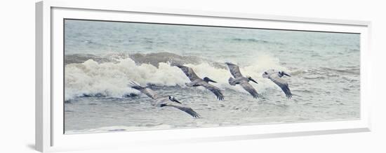 Pelican Panel II-Bruce Nawrocke-Framed Premium Giclee Print