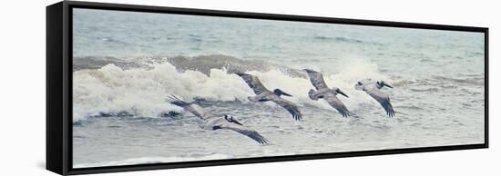 Pelican Panel II-Bruce Nawrocke-Framed Stretched Canvas